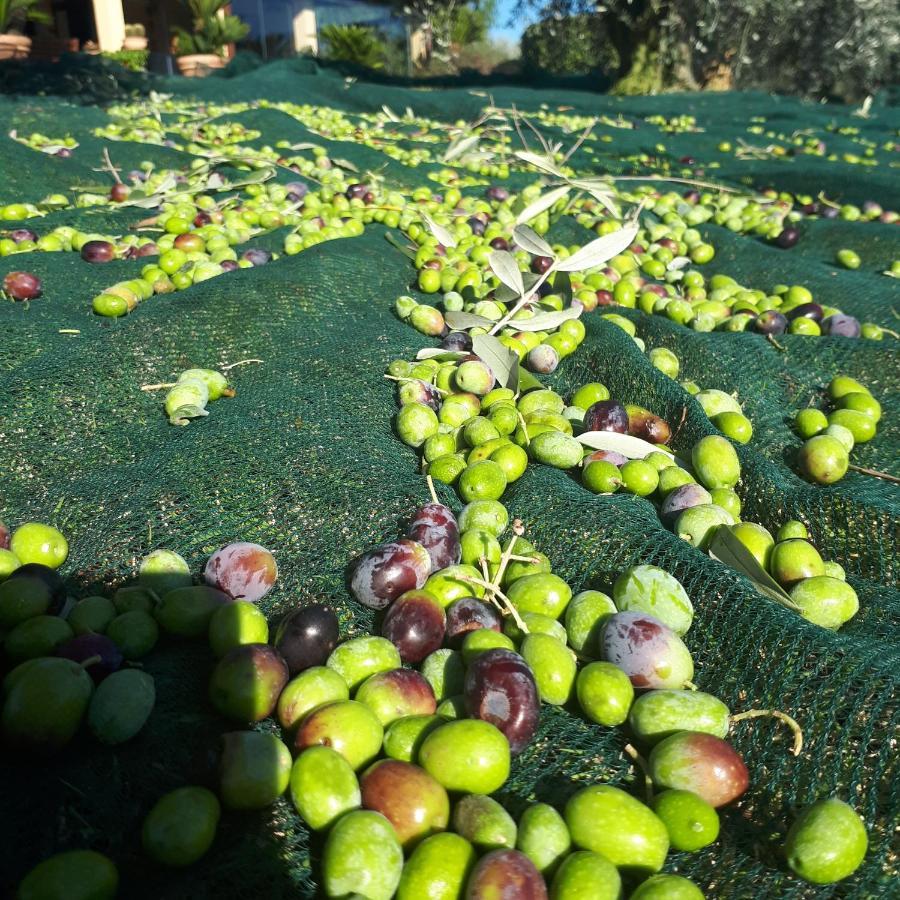 Casa Degli Ulivi Bed & Breakfast Cerveteri Bagian luar foto